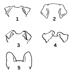 T-Shirt Hundeohren E & F