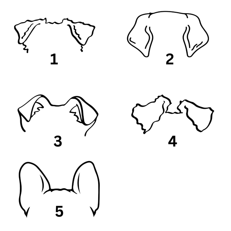 T-Shirt Hundeohren E & F