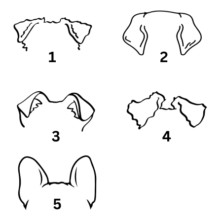 T-Shirt Hundeohren E & F